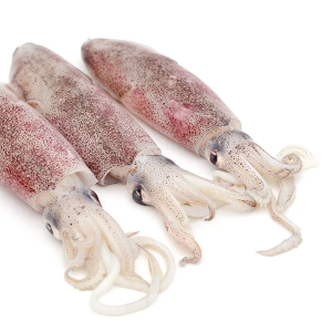 squid