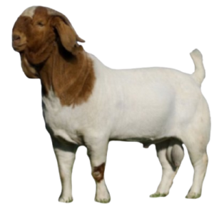 boer goats for sale