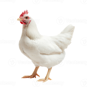 chickens vareity for sale
