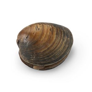 Clam