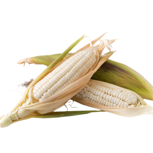 white corn