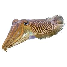 cuttlefish