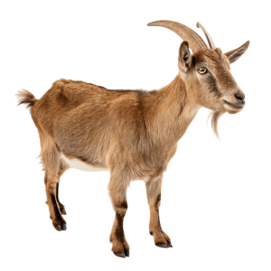 domestic goat for sale
