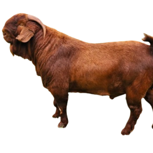 Kalahari Red goats