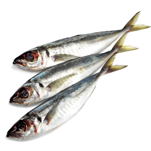horse mackerel fish