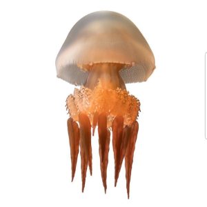 jellyfish