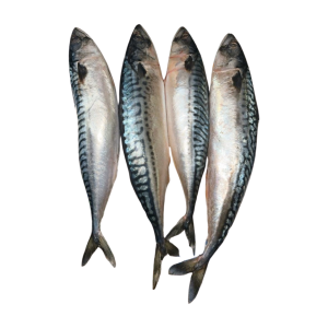 mackerel