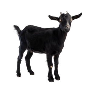 myotonic goats for sale