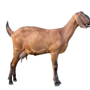 nubian goats for sale