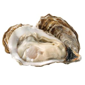 oyster