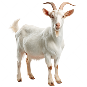 saanen goats for sale