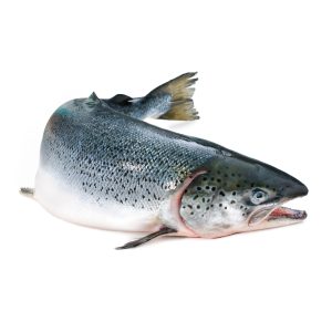 Atlantic Salmon