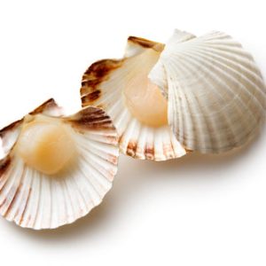 scallop