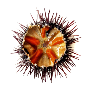 sea urchin