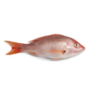 snapper fish
