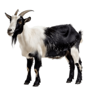 toggenburg goats for sale