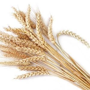 wheat