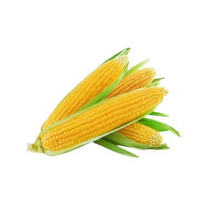 yellow corn supplier UAE Saudi Arabia